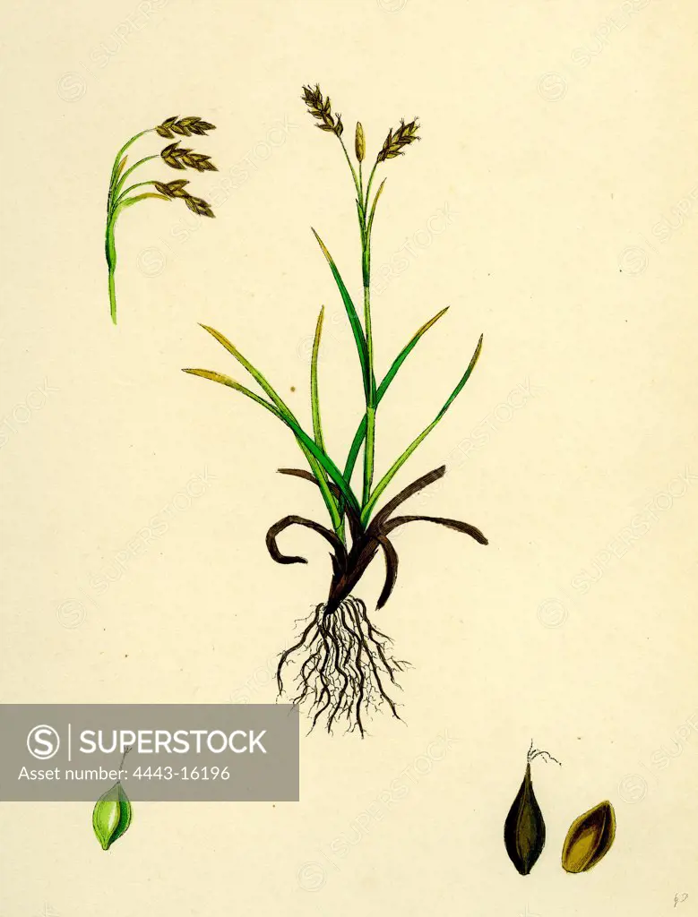 Carex capillaris; Capillary Sedge