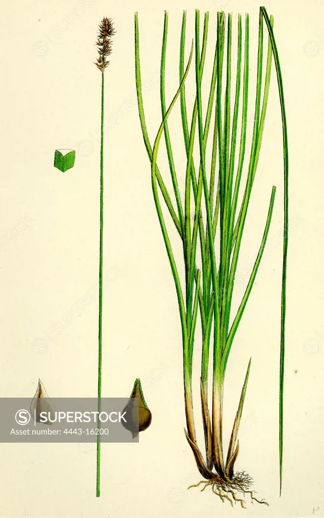 Carex teretiuscula, var. Ehrhartiana; Lesser Panicled Sedge, var. B.