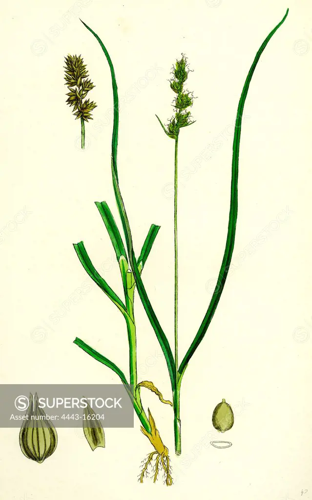 Carex eu-muricata; Greater Prickly Sedge