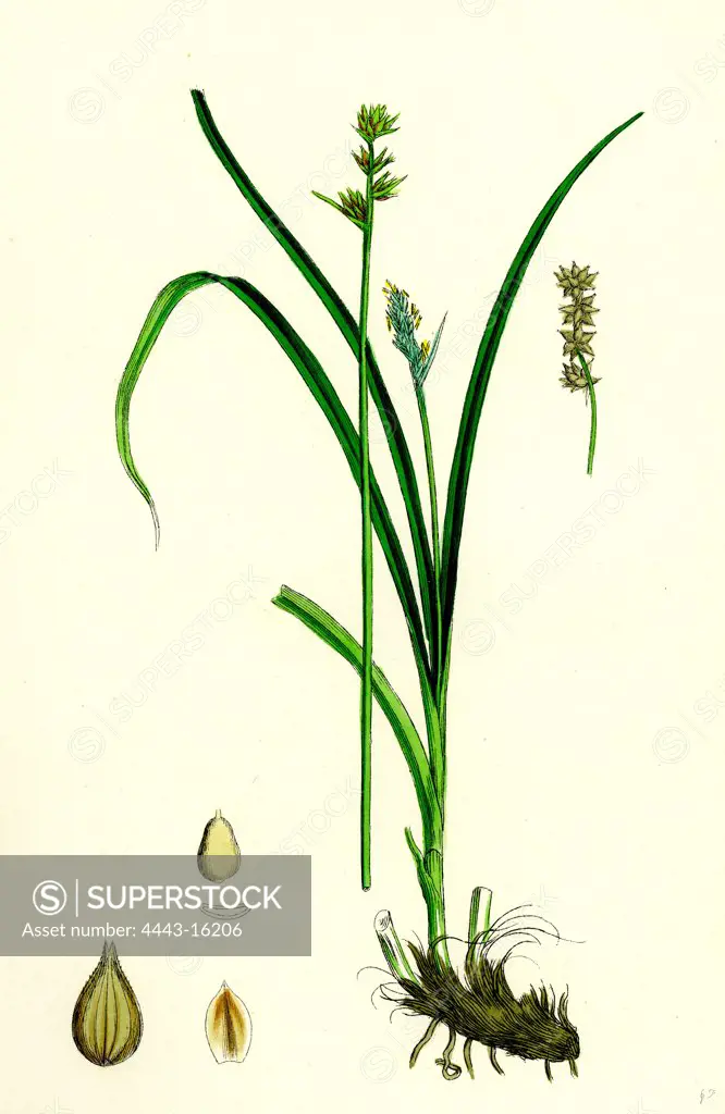 Carex stellulata; Little Prickly Sedge