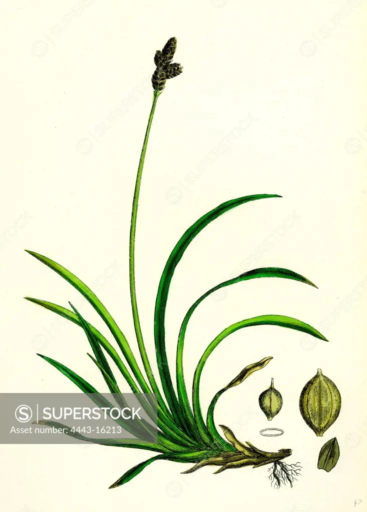 Carex rigida; Stiff Mountain Sedge