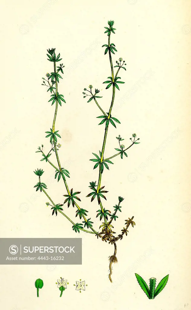 Galium Anglicum; Wall Bedstraw