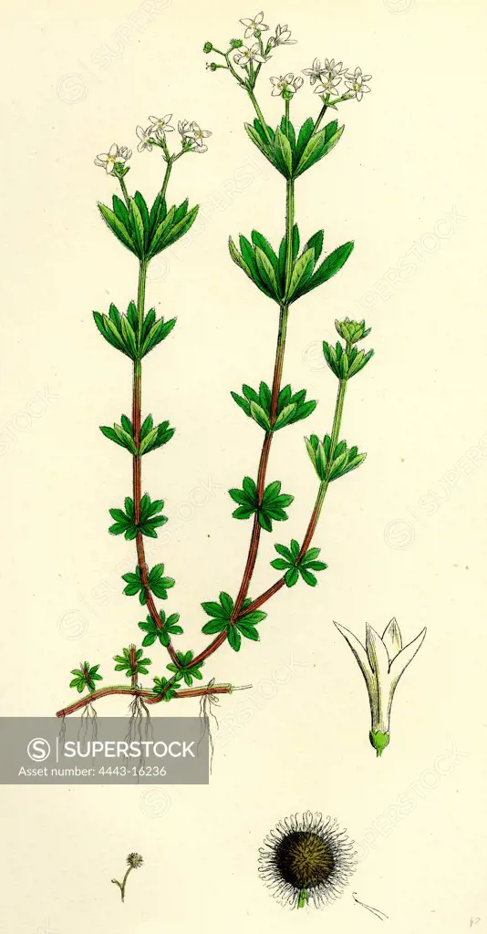 Asperula odorata; Sweet Woodruff