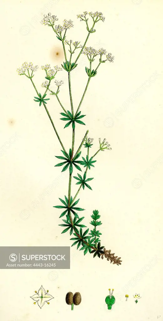 Galium sylvestre; Slender Bedstraw