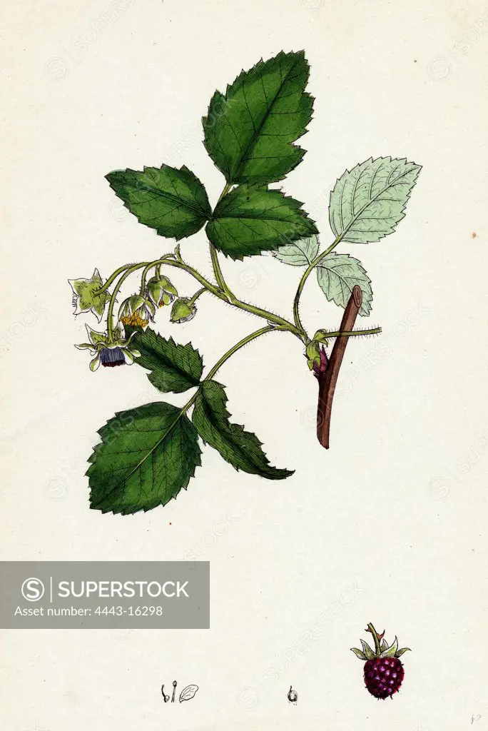 Rubus Idaeus; Raspberry