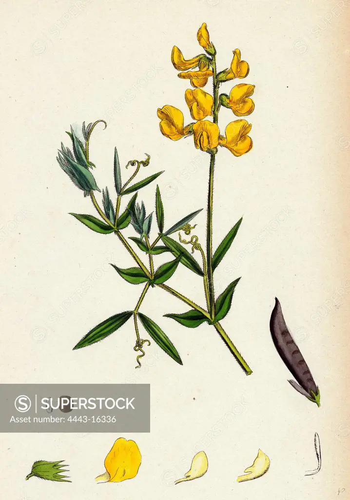 Lathyrus pratensis; Meadow Vetchling