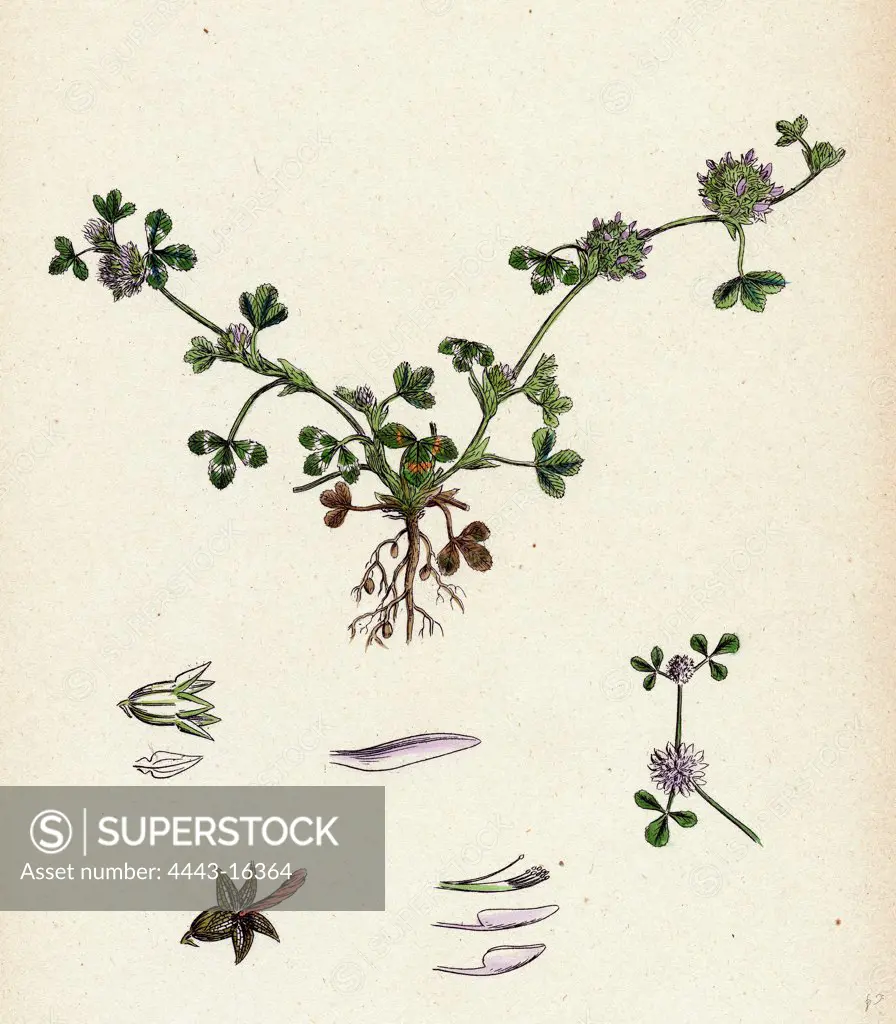 Trifolium glomeratum; Smooth Round-headed Trefoil