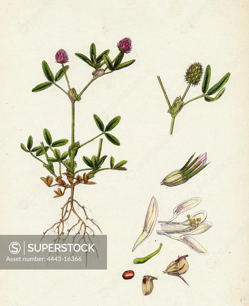 Trifolium strictum; Upright Round-headed Trefoil