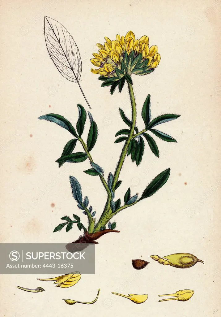 Anthyllis Vulneraria; Common Kidney Vetch