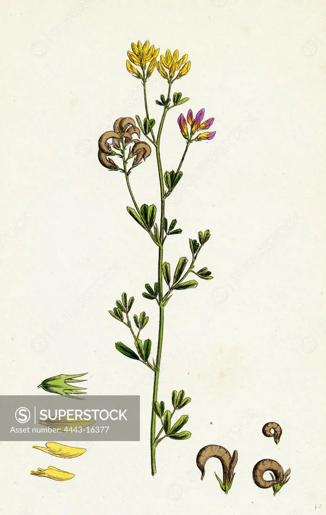 Medicago sylvestris; Fries' Lucerne