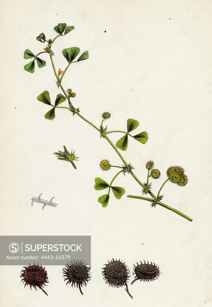 Medicago denticulata; Reticulated Medick