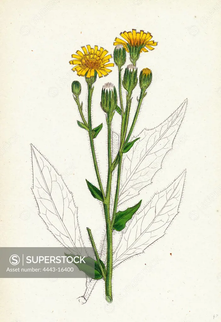 Hieracium boreale; Broad-leaved Hawkweed