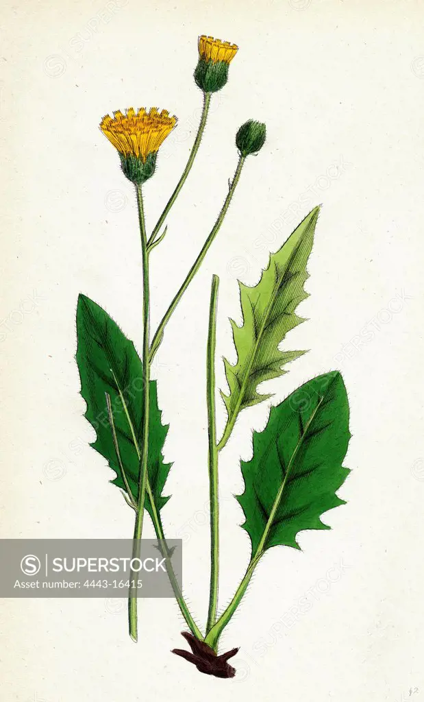 Hieracium nitidum; Scaly-stalked Hawkweed