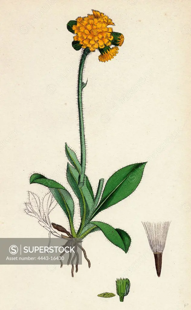 Hieracium aurantiacum; Orange Hawkweed