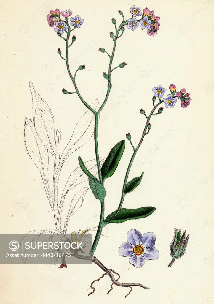 Myosotis sylvatica; Wood Forget-me-not