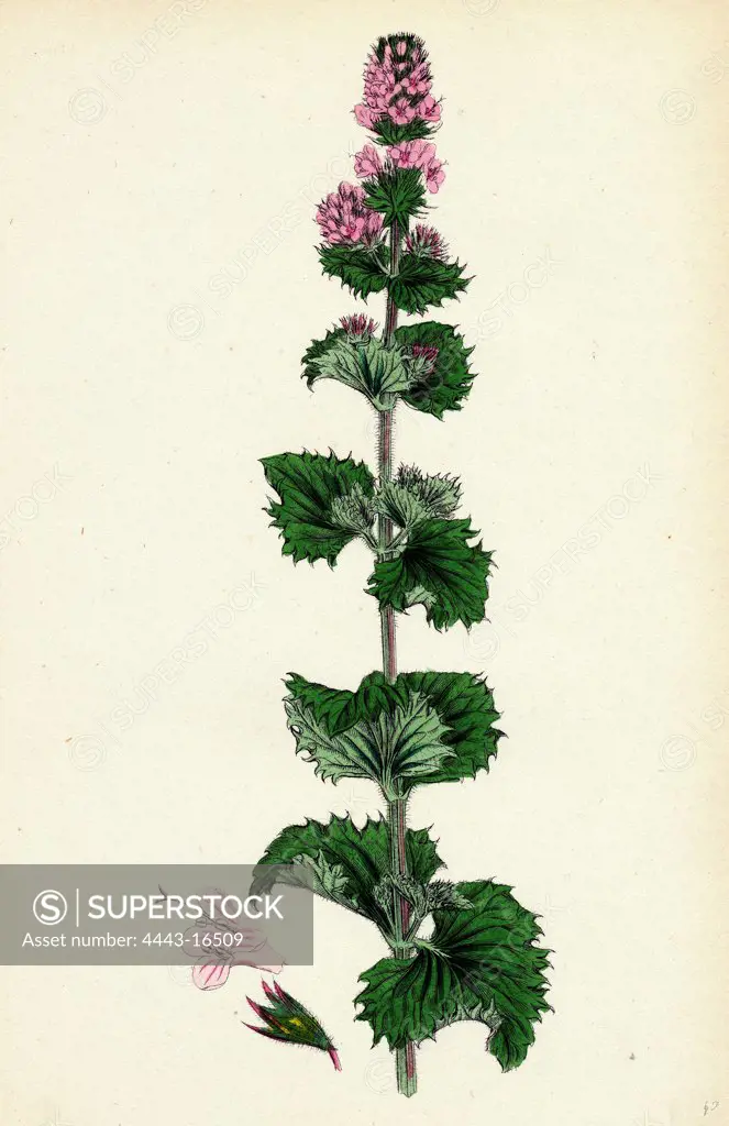 Mentha crispa; Curled Mint