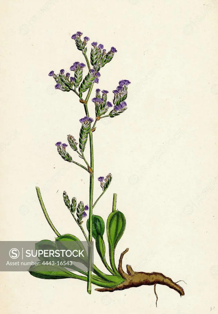 Statice binervosa, var. Dodartii; Lesser Sea-lavender, var. B.