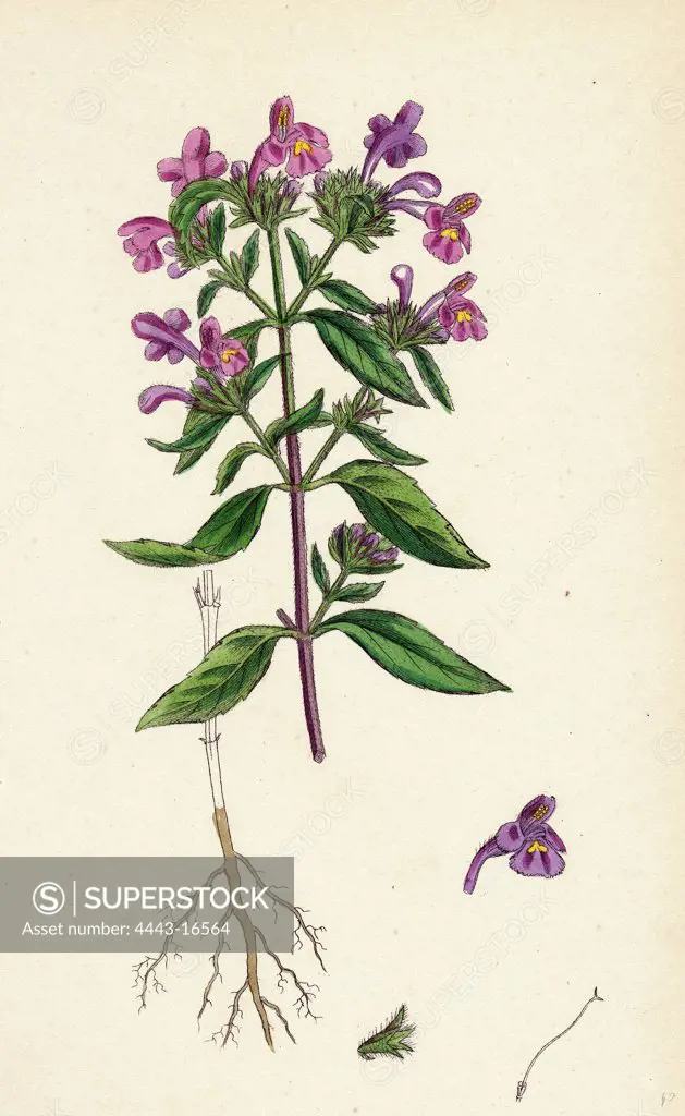 Galeopsis angustifolia; Narrow-leaved Hemp-nettle