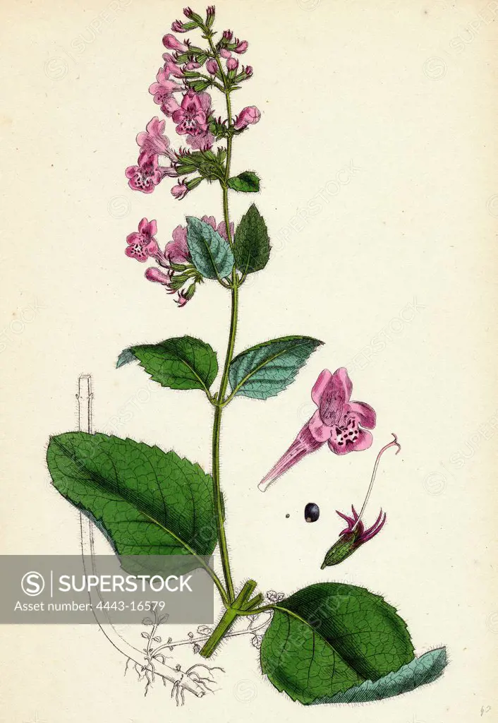 Calamintha sylvatica; Wood Calamint