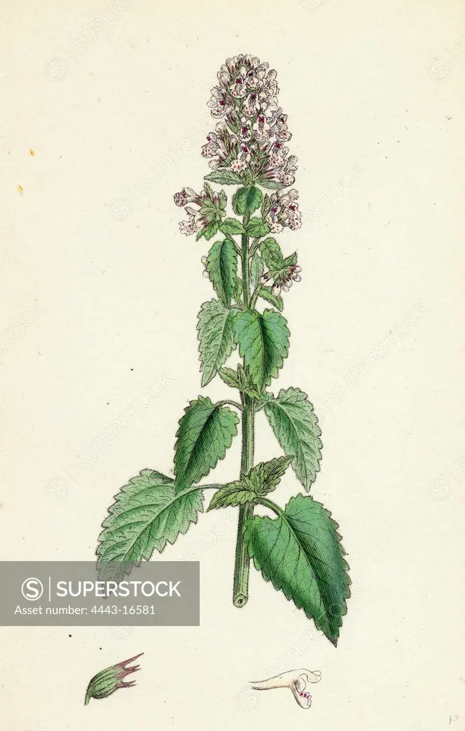 Nepeta Cataria; Cat-mint