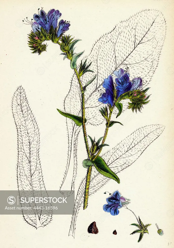 Echium plantagineum; Purple Viper's-bugloss