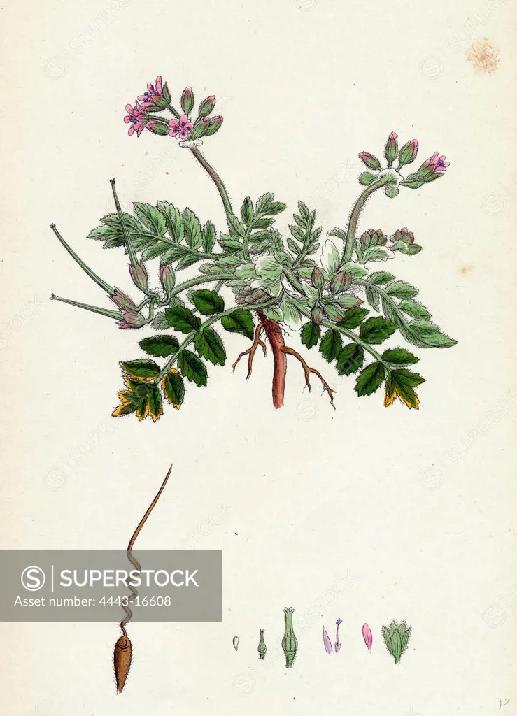 Erodium moschatum; Musk Stork's-bill