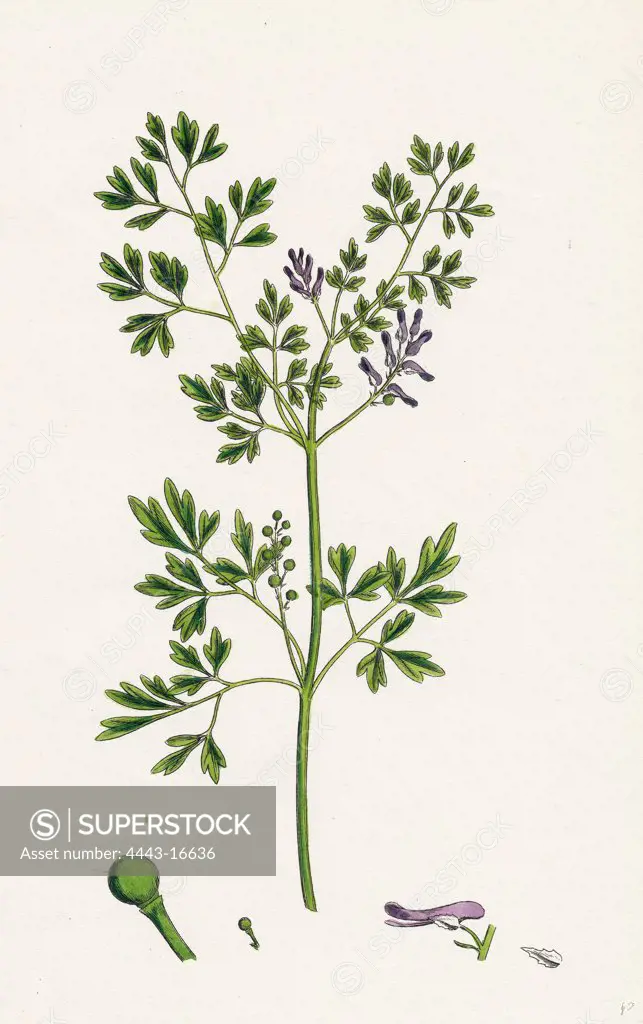 Fumaria muralis; Rampant Fumitory