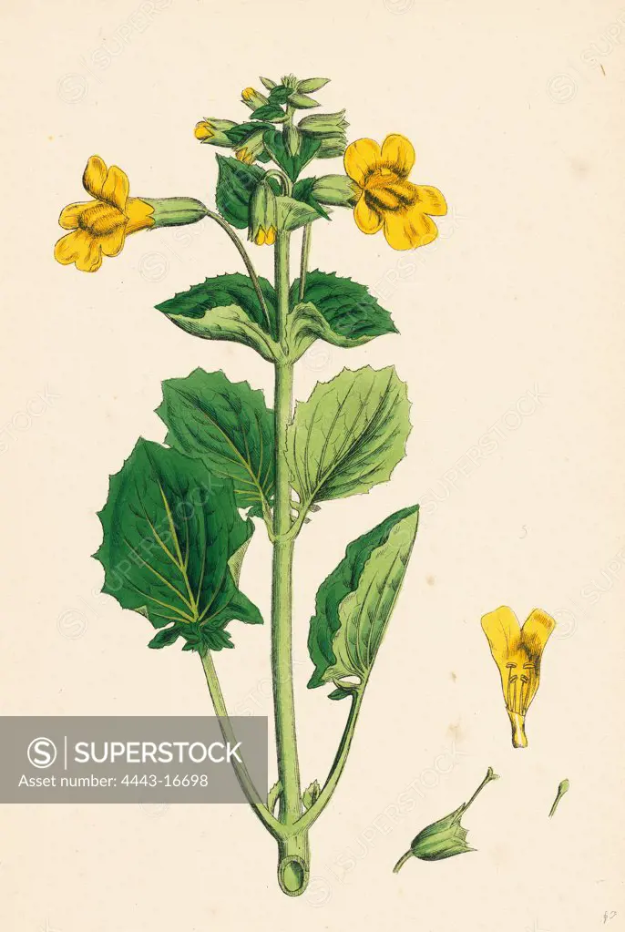 Mimulus luteus; Yellow Monkey-flower