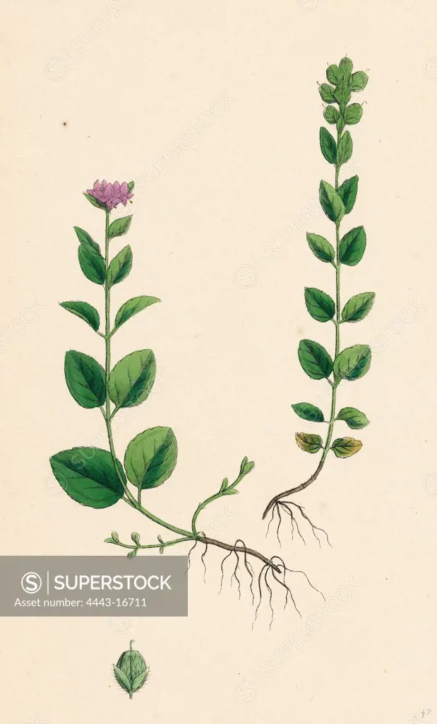 Veronica alpina; Erect Alpine Speedwell