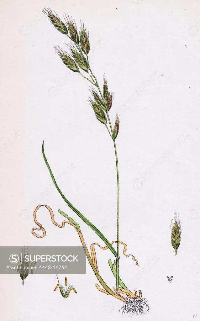 Bromus racemosus; Racemose Brome-grass