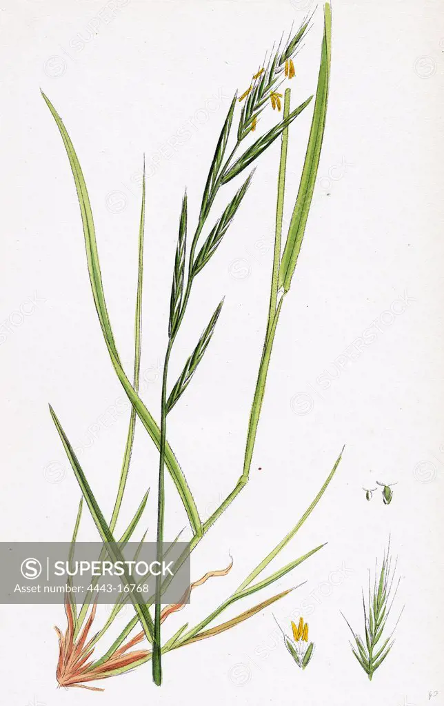 Brachypodium sylvaticum; Wood False-Brome-grass