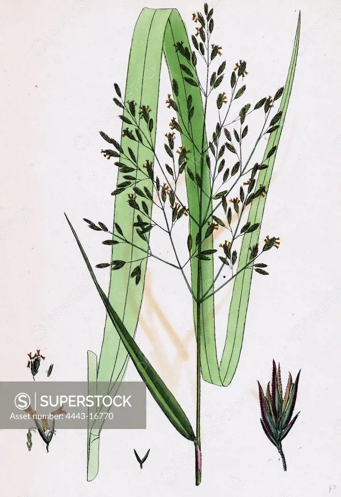 Festuca sylvatica, var. genuina; Wood Fescue-grass, var. a.