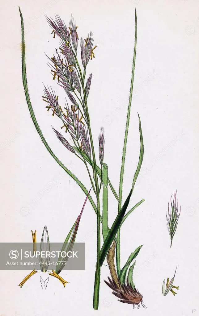 Bromus erectus; Upright perennial Brome-grass