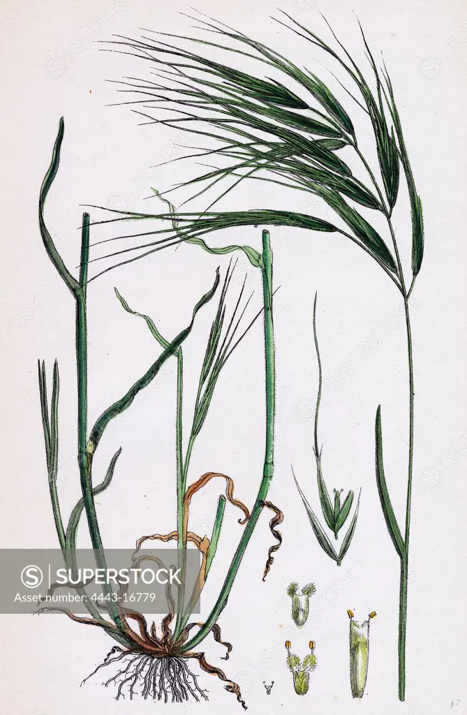 Bromus maximus; Great Brome-grass