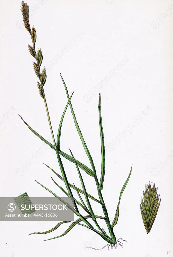 Triticum acutum; Decumbent Sea Couch-grass