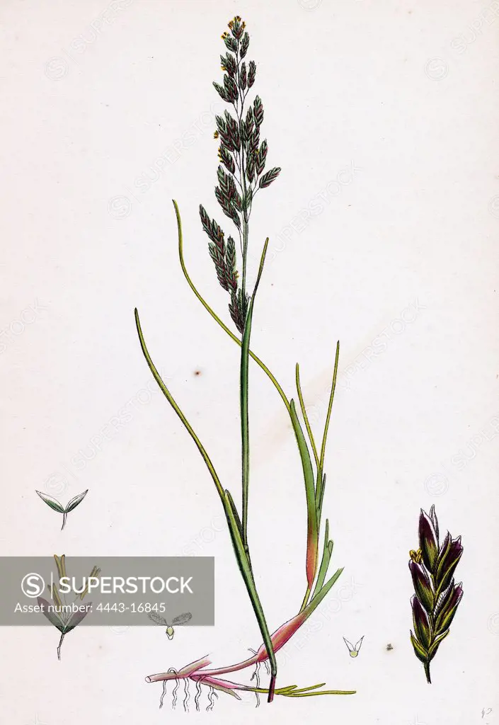 Sclerochloa maritima; Creeping Sea Meadow-grass