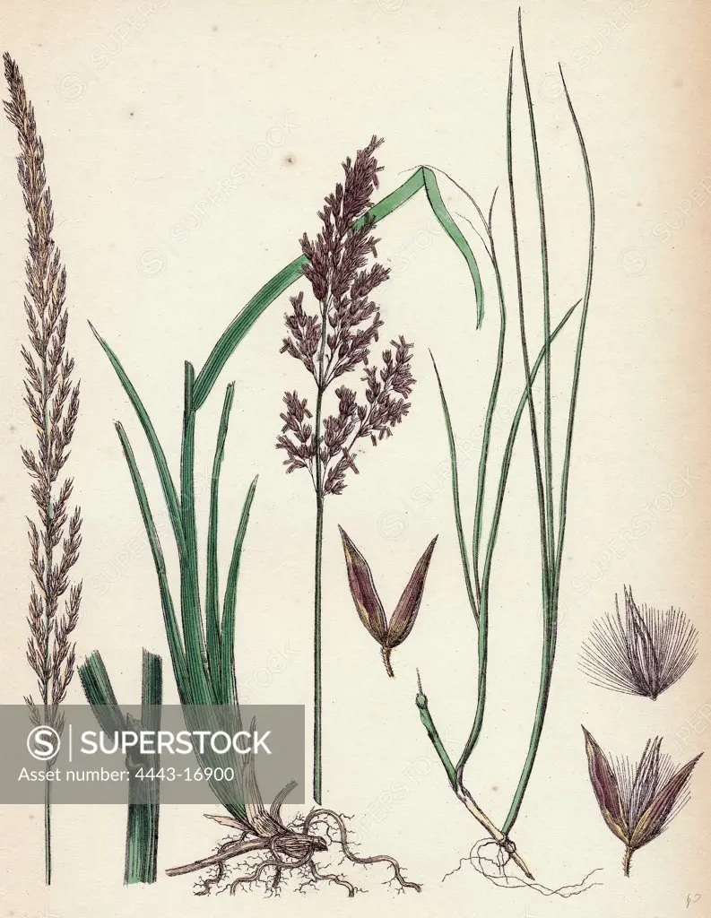 Calamagrostis stricta; Narrow Small-reed, var. a.