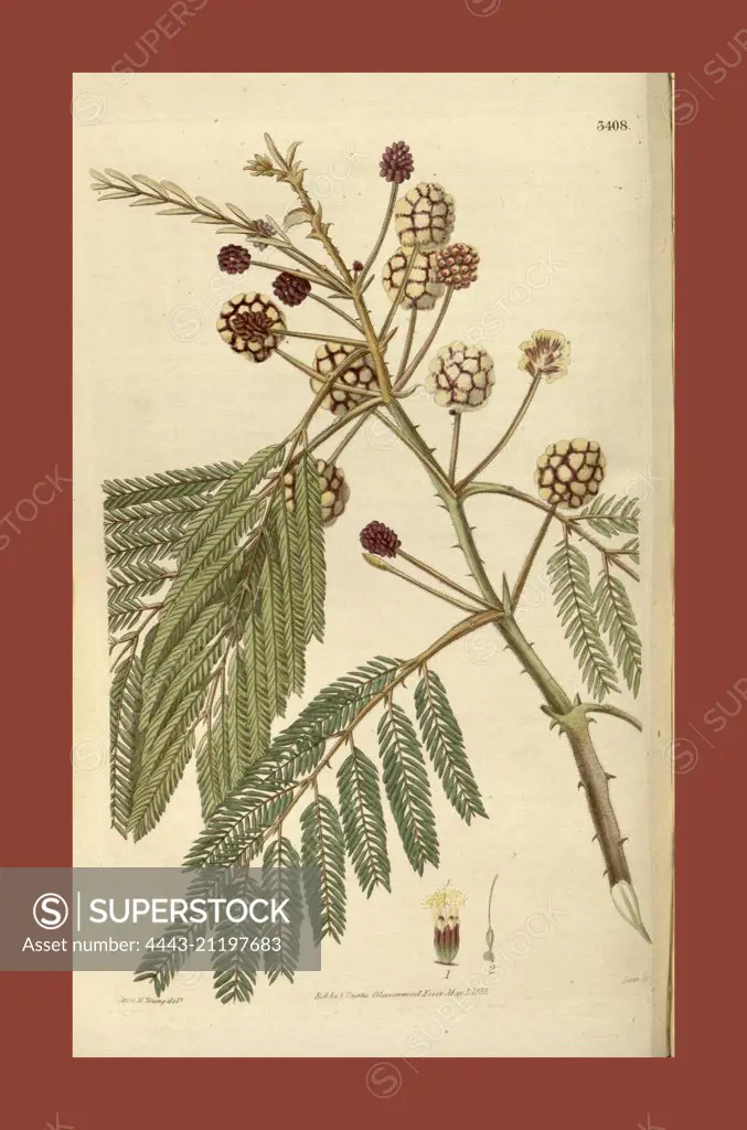 19th century botanical colour  print. Botanical illustration.  Form, colour, and details of the  plant as an art piece. From the  Liszt Masterpieces of Botanical  Illustration Collection.