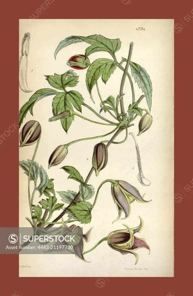 19th century botanical colour  print. Botanical illustration.  Form, colour, and details of the  plant as an art piece. From the  Liszt Masterpieces of Botanical  Illustration Collection.