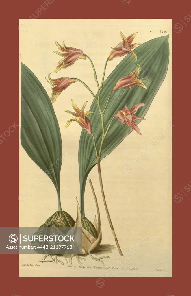 Botanical print by Augusta Innes  Withers (née Baker) (1793-1877),  an English natural history  illustrator or botanical artist.  She was 'Flower Painter in  Ordinary' to Queen Adelaide and  later to Queen Victoria. Augusta  Withers was active as a painter  from before 1827 to 1865,  exhibiting from 1829 till 1846  at the Royal Academy, the  Society of British Artists and  the New Watercolour Society.  From the Liszt Masterpieces of  Botanical Illustration  Collection.