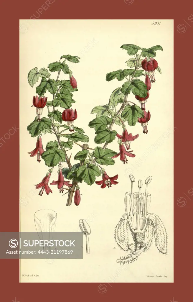 Botanical Print by Walter Hood Fitch 1817 - 1892, W.H. Fitch was an botanical illustrator and artist, born in Glasgow, Scotland, UK, colour lithograph. From the Liszt Masterpieces of Botanical Illustration Collection.