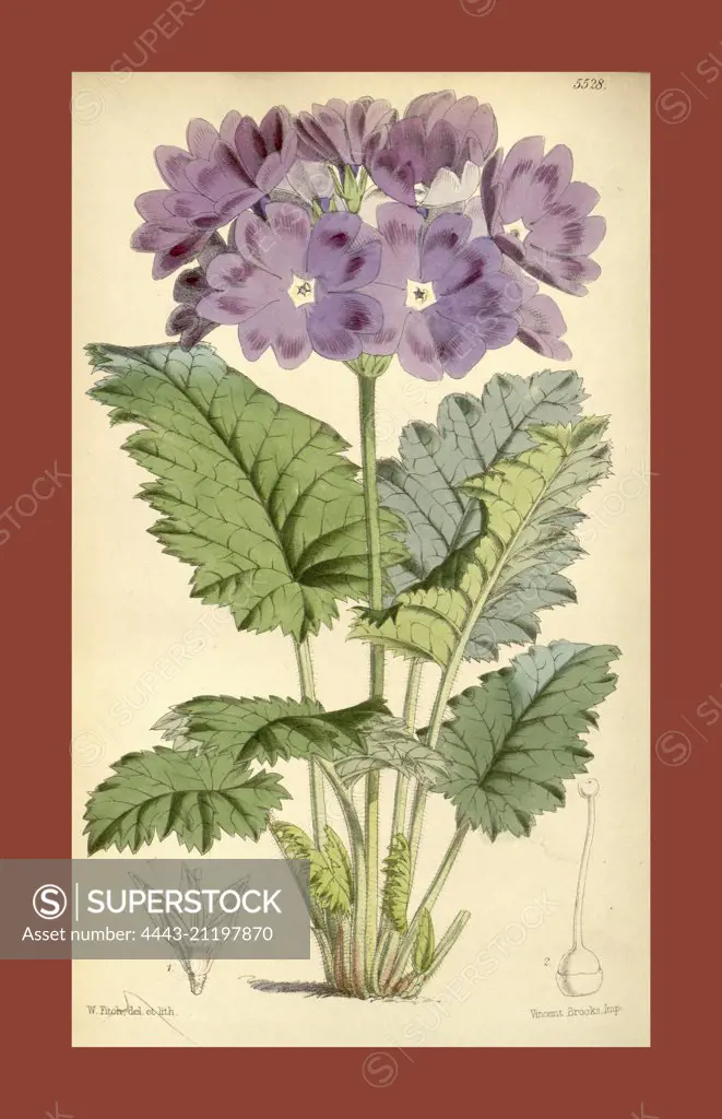 Botanical Print by Walter Hood Fitch 1817 - 1892, W.H. Fitch was an botanical illustrator and artist, born in Glasgow, Scotland, UK, colour lithograph. From the Liszt Masterpieces of Botanical Illustration Collection.