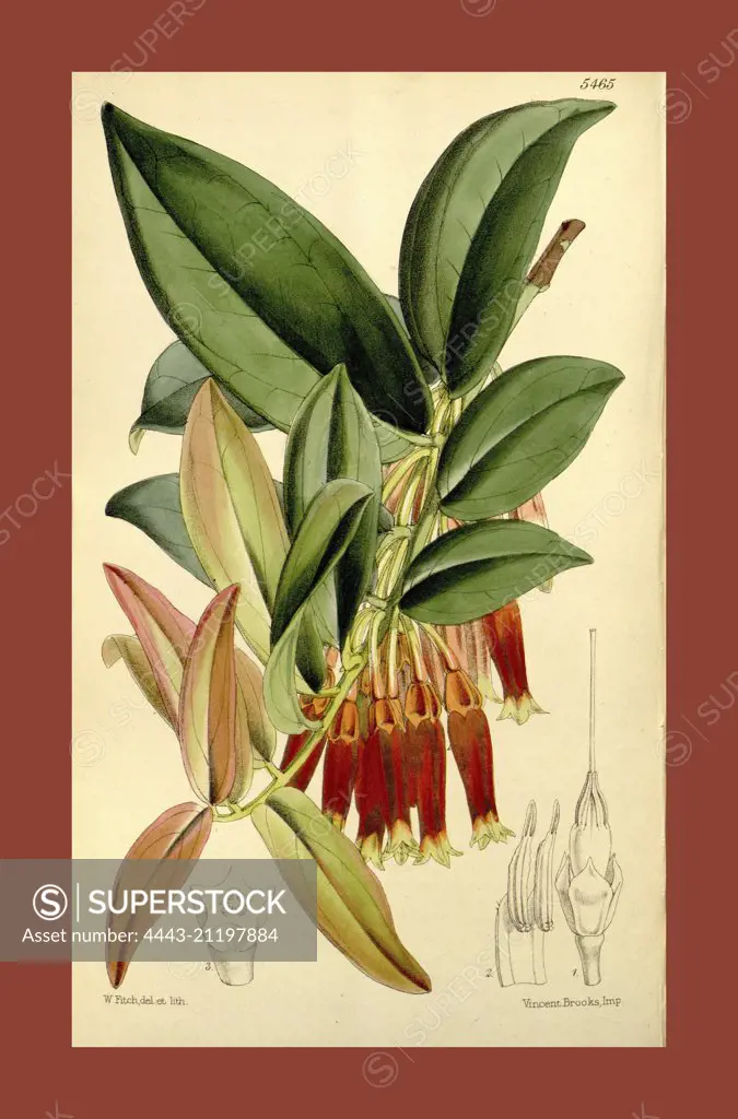 Botanical Print by Walter Hood Fitch 1817 - 1892, W.H. Fitch was an botanical illustrator and artist, born in Glasgow, Scotland, UK, colour lithograph. From the Liszt Masterpieces of Botanical Illustration Collection.