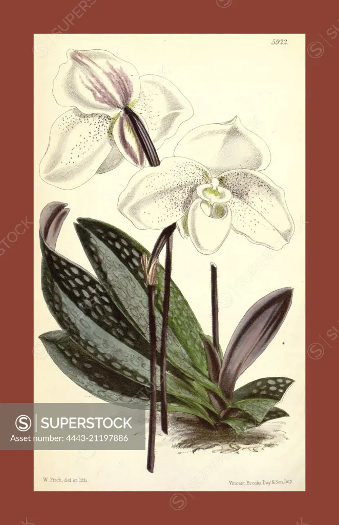 Botanical Print by Walter Hood Fitch 1817 - 1892, W.H. Fitch was an botanical illustrator and artist, born in Glasgow, Scotland, UK, colour lithograph. From the Liszt Masterpieces of Botanical Illustration Collection.