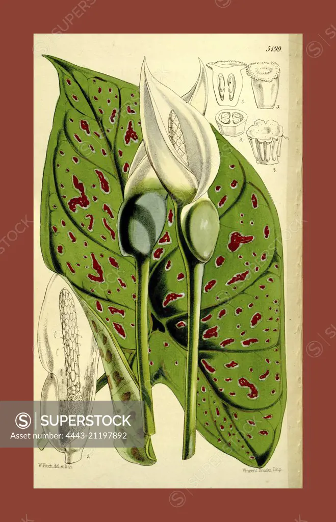 Botanical Print by Walter Hood Fitch 1817 - 1892, W.H. Fitch was an botanical illustrator and artist, born in Glasgow, Scotland, UK, colour lithograph. From the Liszt Masterpieces of Botanical Illustration Collection.