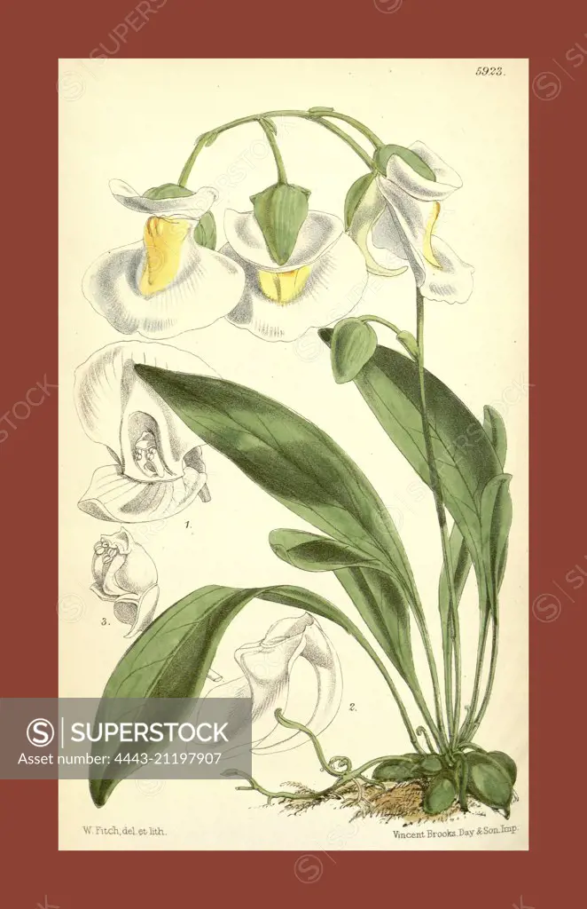 Botanical Print by Walter Hood Fitch 1817 - 1892, W.H. Fitch was an botanical illustrator and artist, born in Glasgow, Scotland, UK, colour lithograph. From the Liszt Masterpieces of Botanical Illustration Collection.