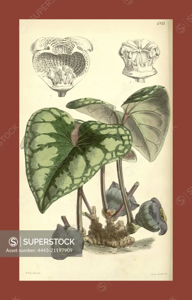 Botanical Print by Walter Hood Fitch 1817 - 1892, W.H. Fitch was an botanical illustrator and artist, born in Glasgow, Scotland, UK, colour lithograph. From the Liszt Masterpieces of Botanical Illustration Collection.