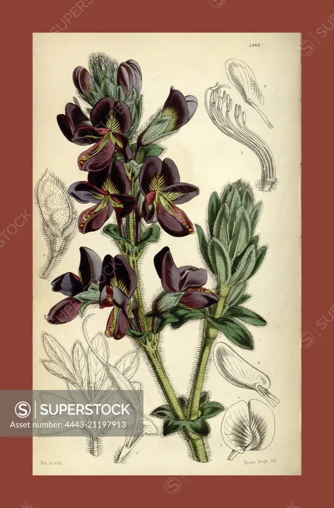 Botanical Print by Walter Hood Fitch 1817 - 1892, W.H. Fitch was an botanical illustrator and artist, born in Glasgow, Scotland, UK, colour lithograph. From the Liszt Masterpieces of Botanical Illustration Collection.