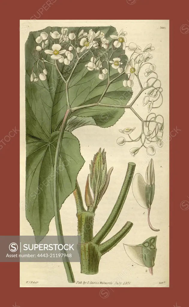 Botanical print by Sir William Jackson Hooker, FRS, 1785 - 1865, English botanical illustrator. He held the post of Regius Professor of Botany at Glasgow University, and was Director of the Royal Botanic Gardens, Kew. From the Liszt Masterpieces of Botanical Illustration Collection.