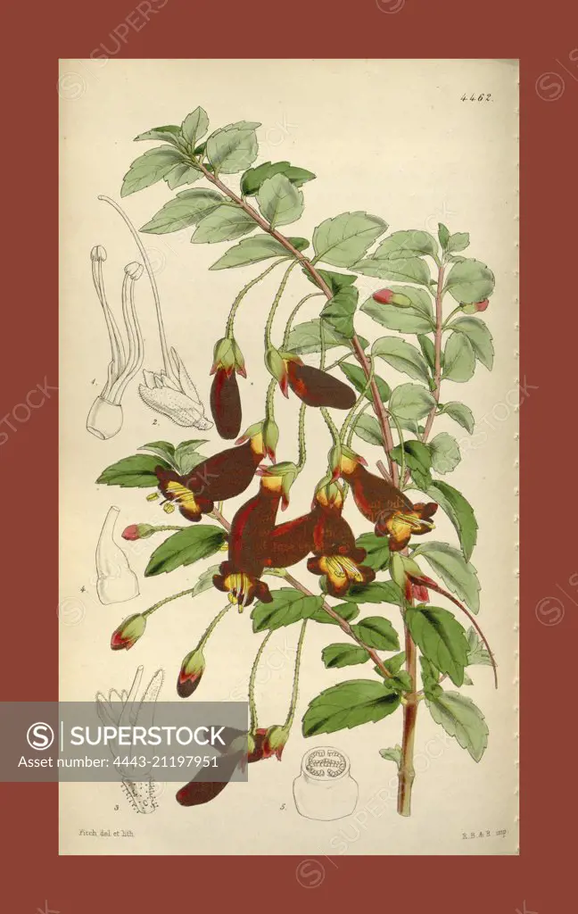 Botanical Print by Walter Hood Fitch 1817 - 1892, W.H. Fitch was an botanical illustrator and artist, born in Glasgow, Scotland, UK, colour lithograph. From the Liszt Masterpieces of Botanical Illustration Collection.